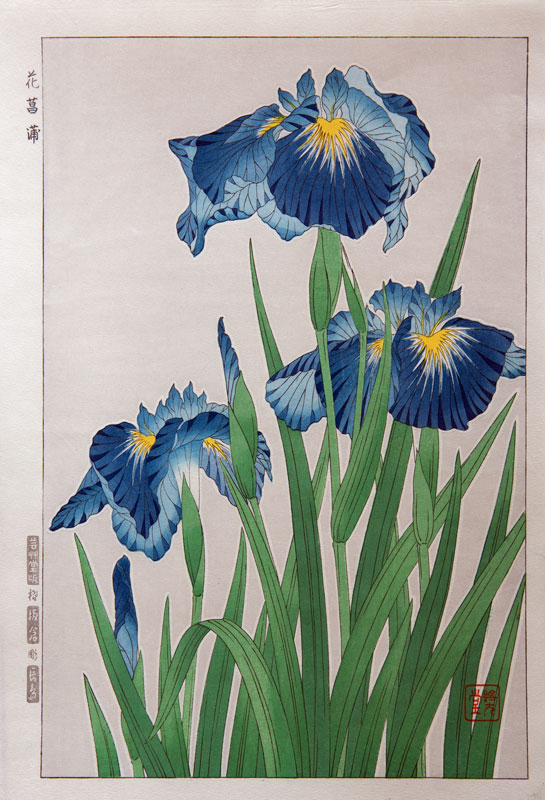 Shodo Irises